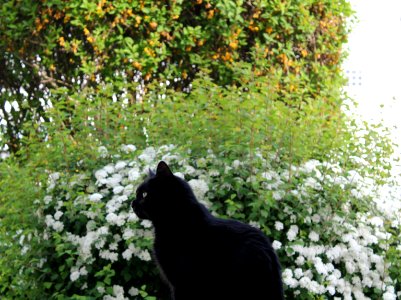 Poitiers, France, White flowers photo