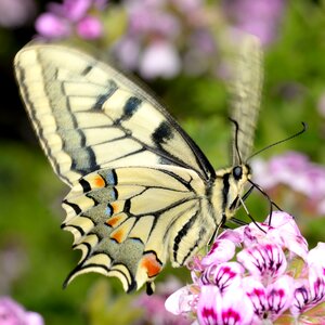Graveolens butterfly swallowtail photo