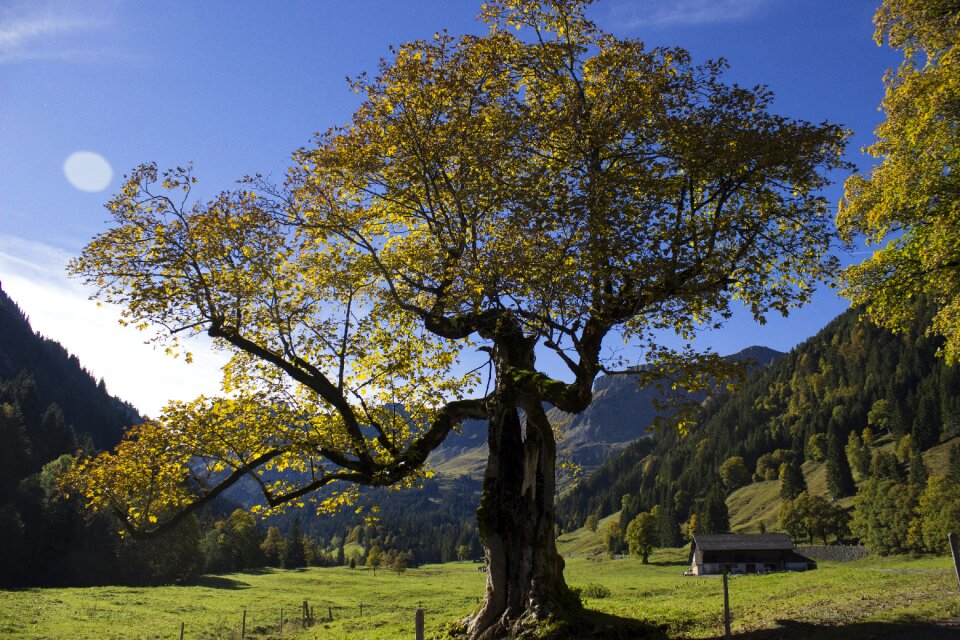 Landscape sycamore fall color