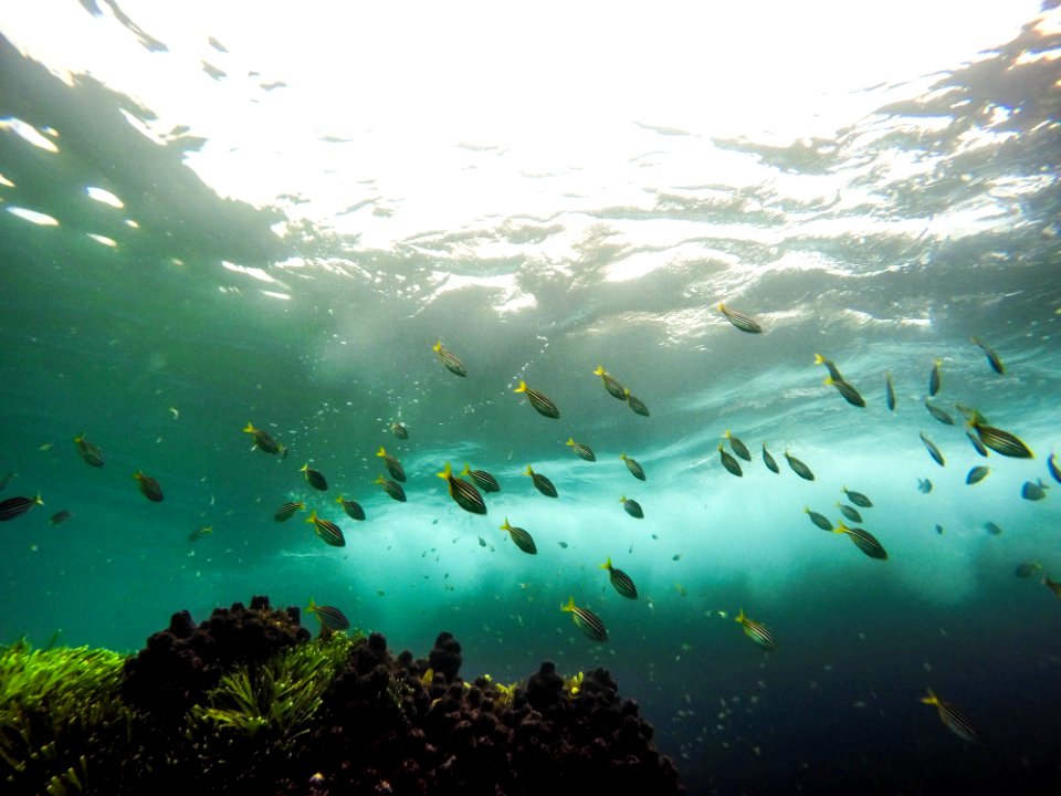 A group of fish swimming underwater.