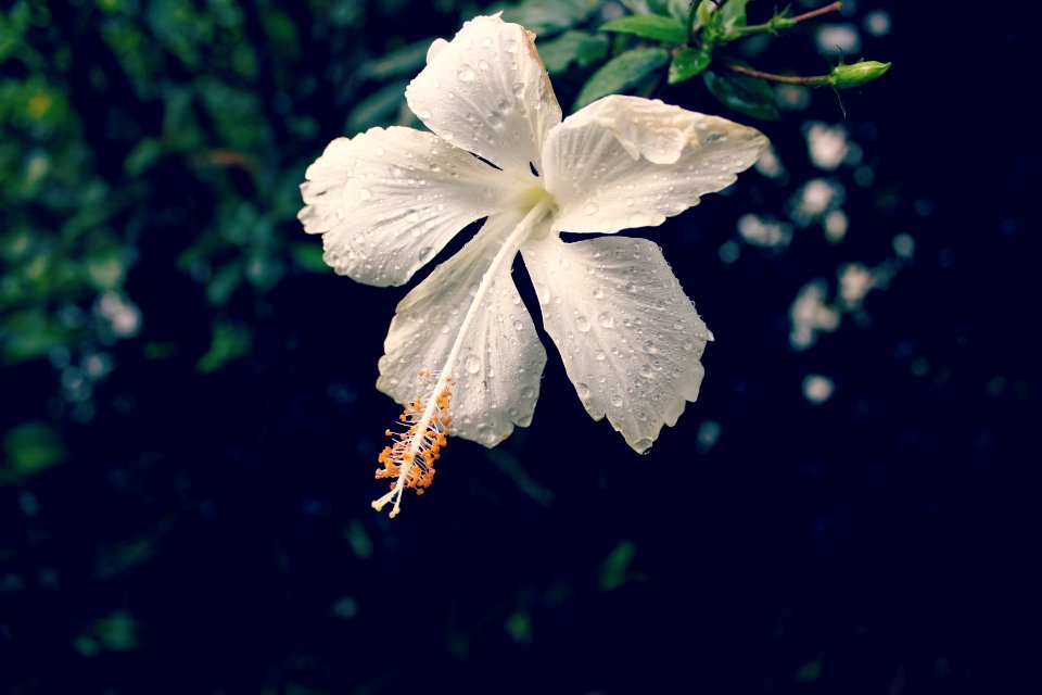 Costa rica, Nature, Drops