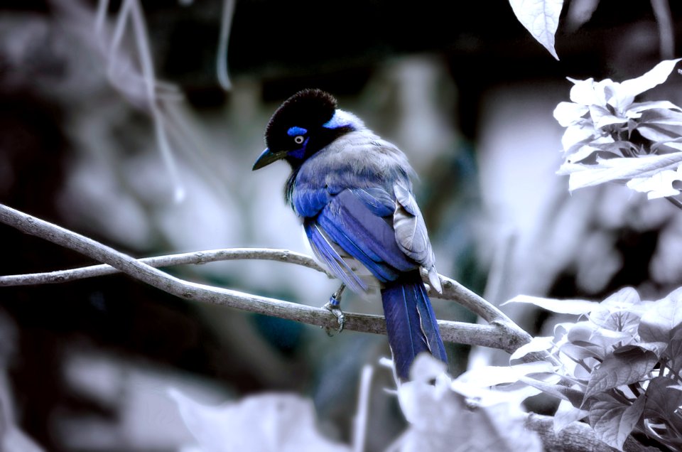 Martnez, Argentina, Animal