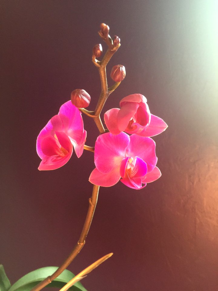 Violet, Purple, Orchid
