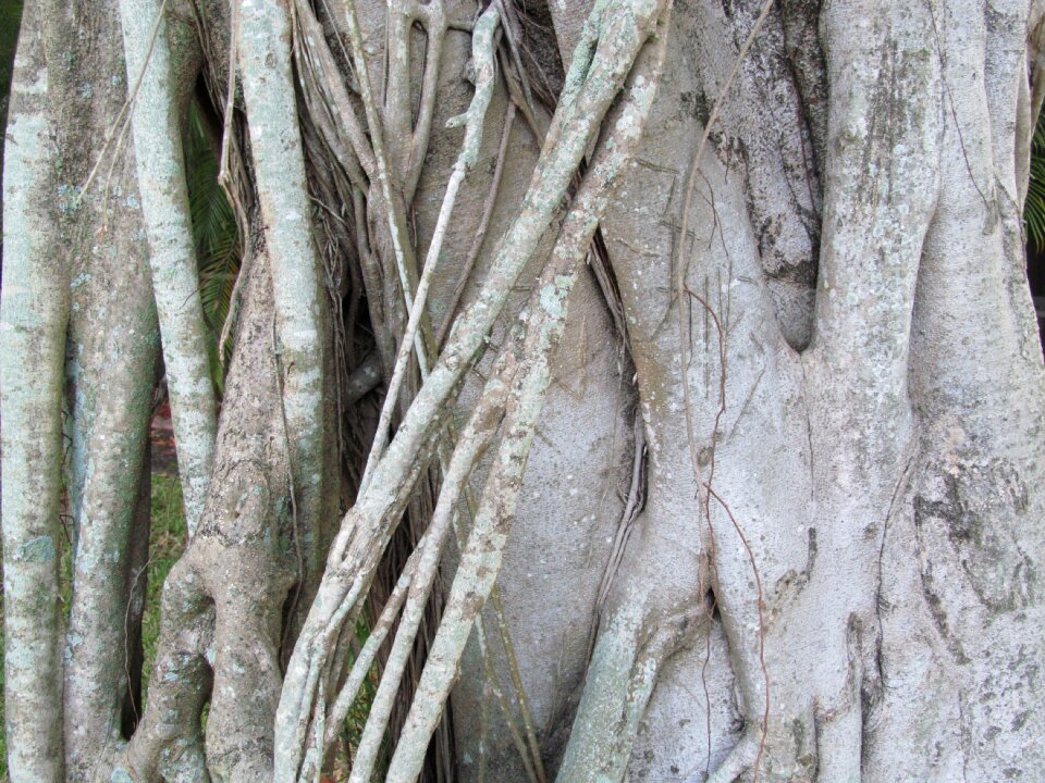 Tree trunk wood