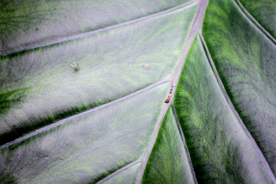 green leaf