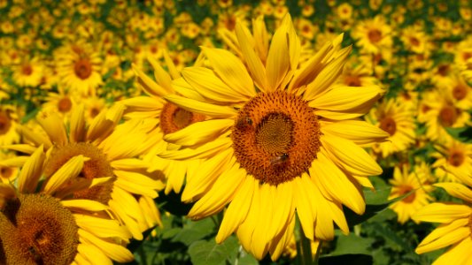 Sunflowers, Flowers photo