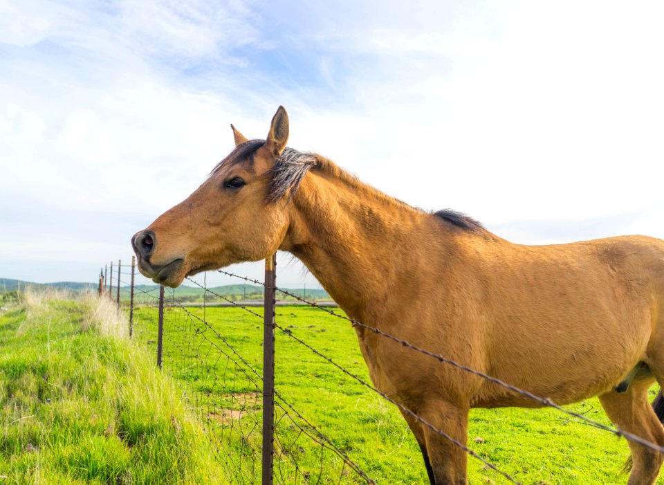Tulloch reservoir, United states, Horse