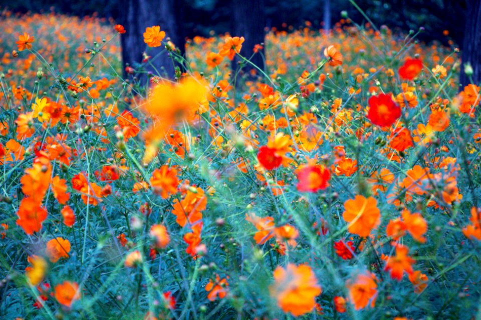 Forest, Nature, Summer