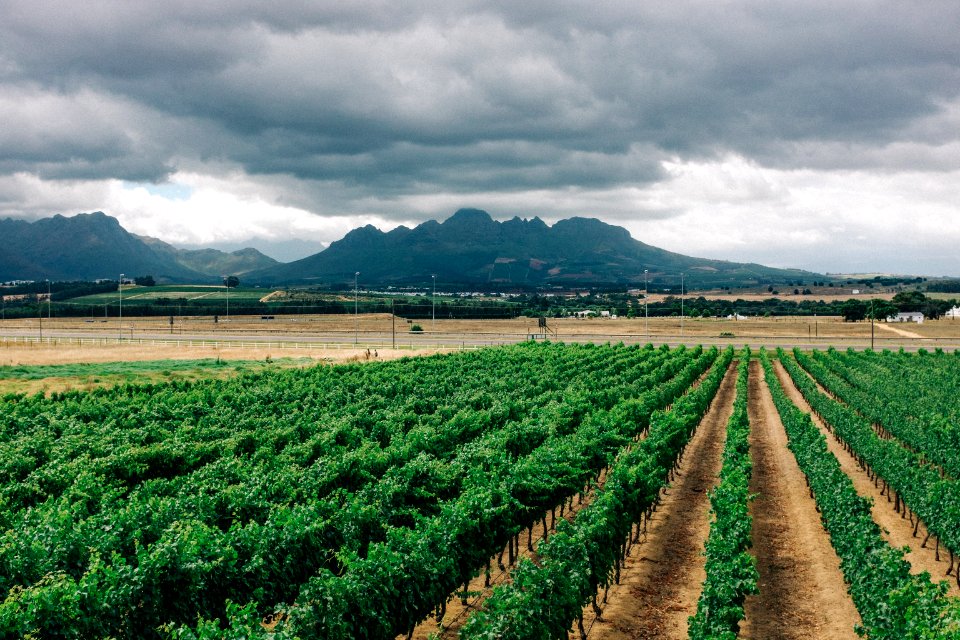 green plants on field under cloudy sky during daytime