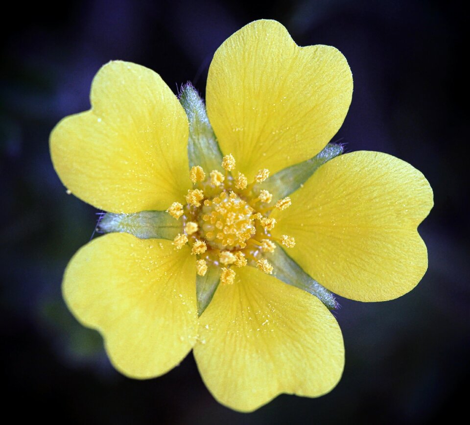 Plant garden macro