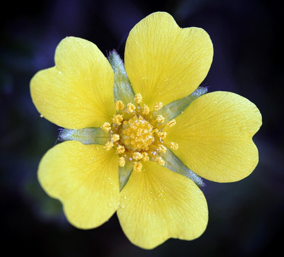 Plant garden macro photo