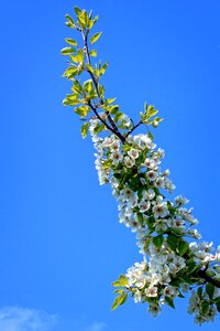 Spring white bloom photo