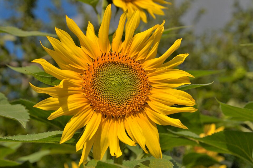 Bright yellow summer