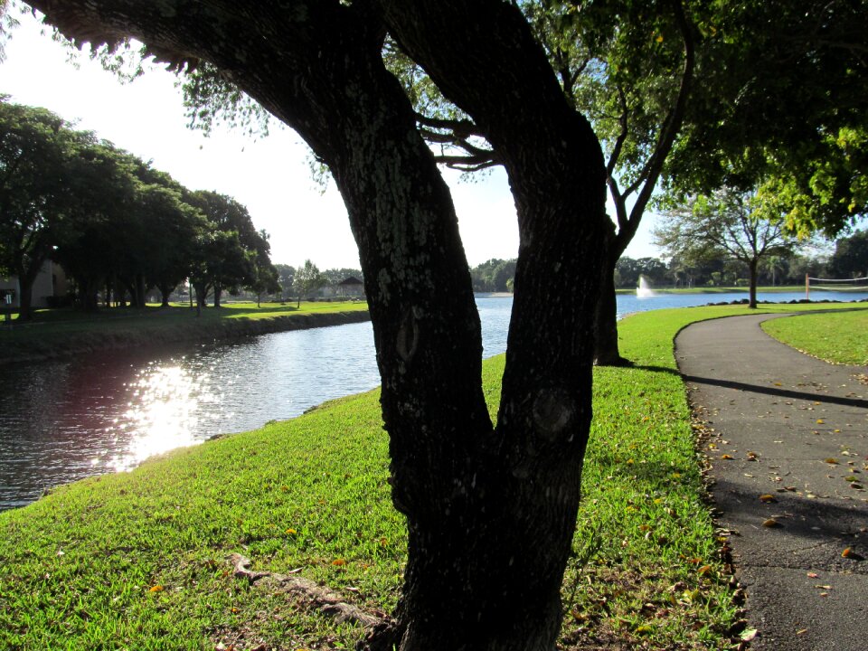 River tree scenic