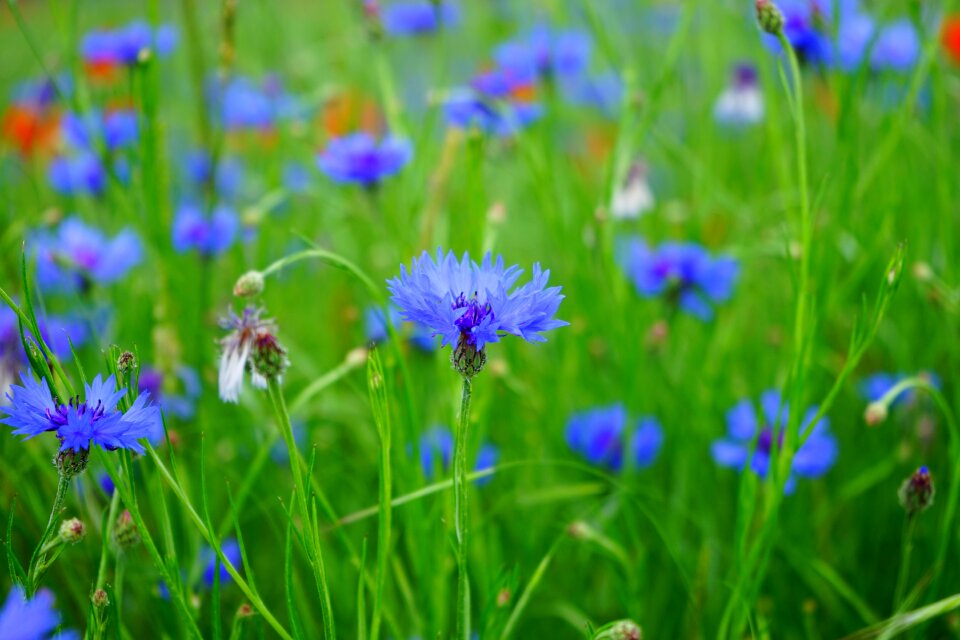 Bloom blue sky blue