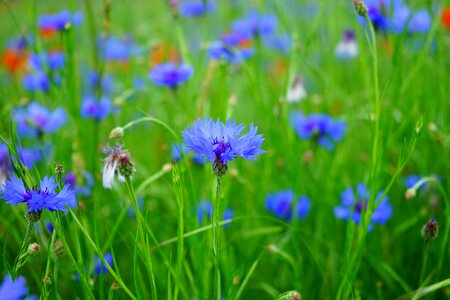 Bloom blue sky blue