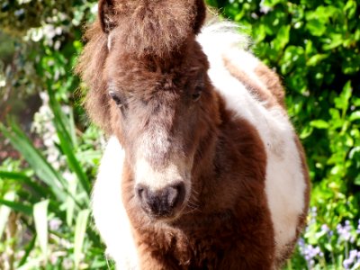 Cumbria, United kingdom, Horse photo