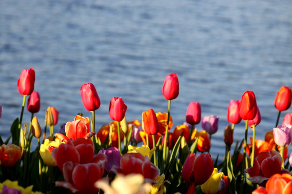 New orleans, United states, Bloom