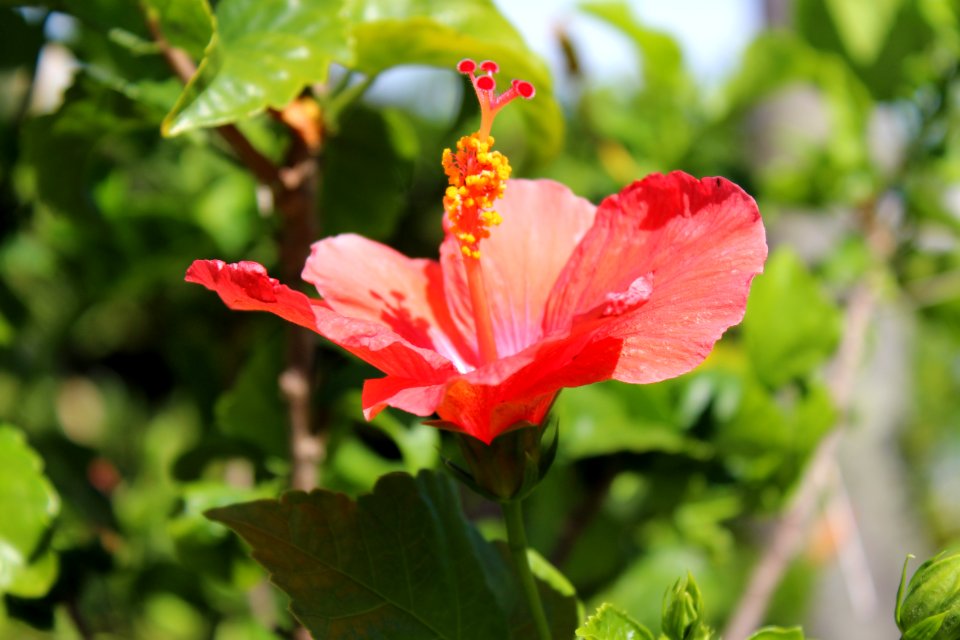 Orl, United states, Nature