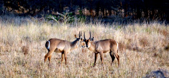 Safari, Tanzania, Bushbuck