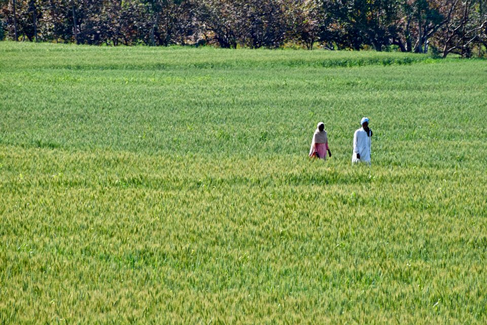 People, India, Fields