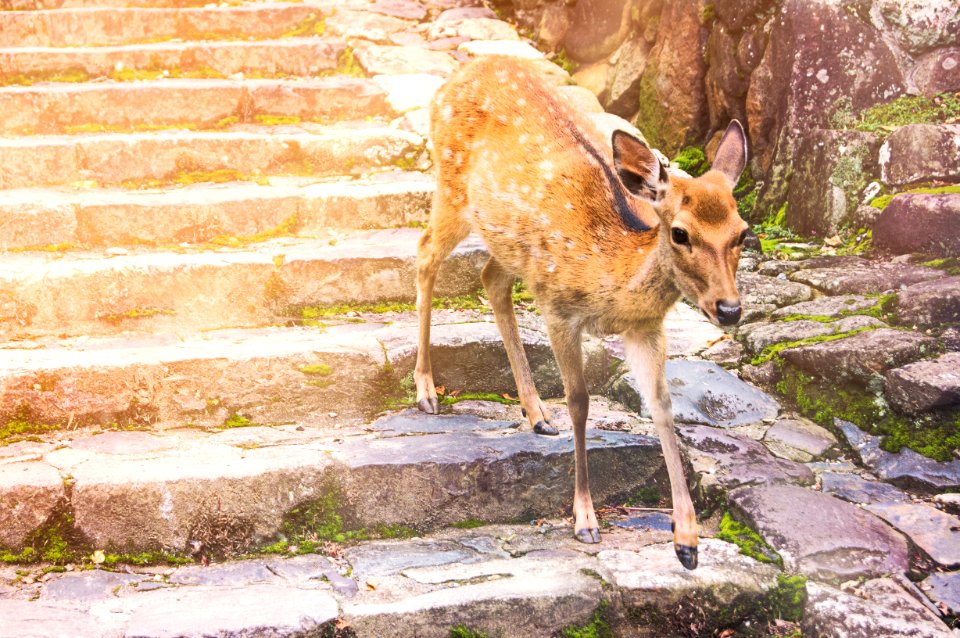 Nara, Japan, Nara park