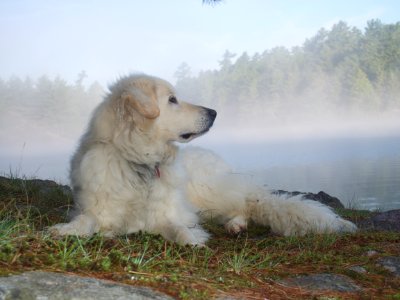 Curious dog, Mist, Morning photo