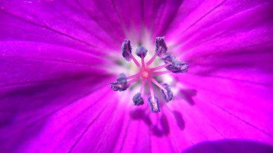 Macro, Flower, Purple