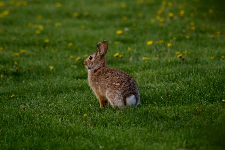 Grass, Elion, Fur