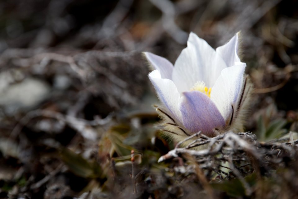 Ulten, Italy, White