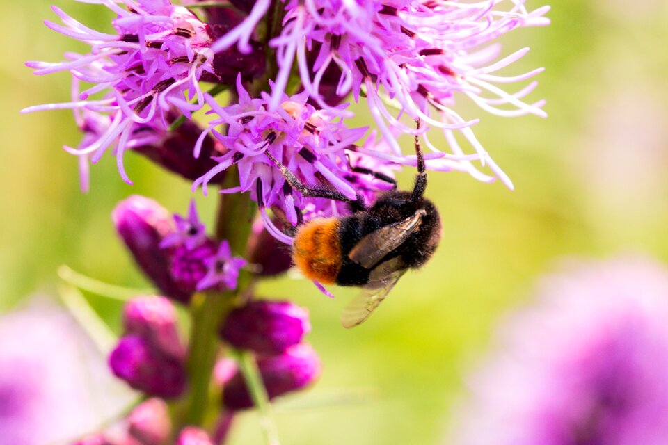 Insect shrub flower