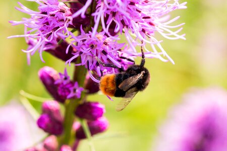 Insect shrub flower photo