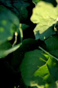 Clevel, United states, Plants photo