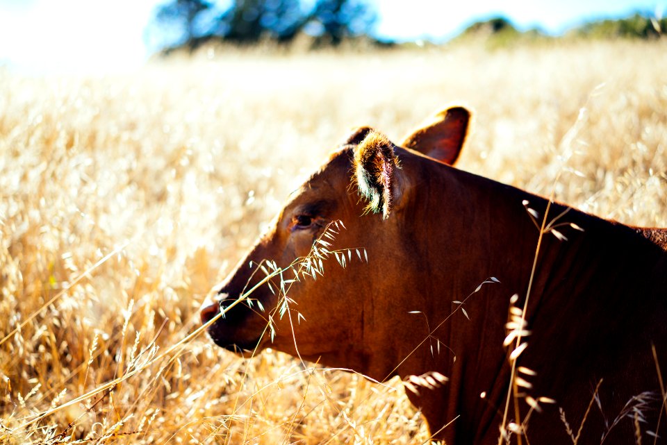 Santa cruz, United states, Animal