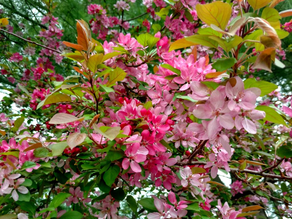 Brentwood, United states, Spring