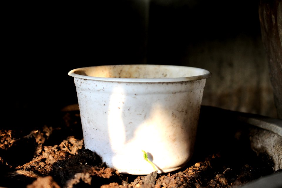 Plant, Grow, Trees
