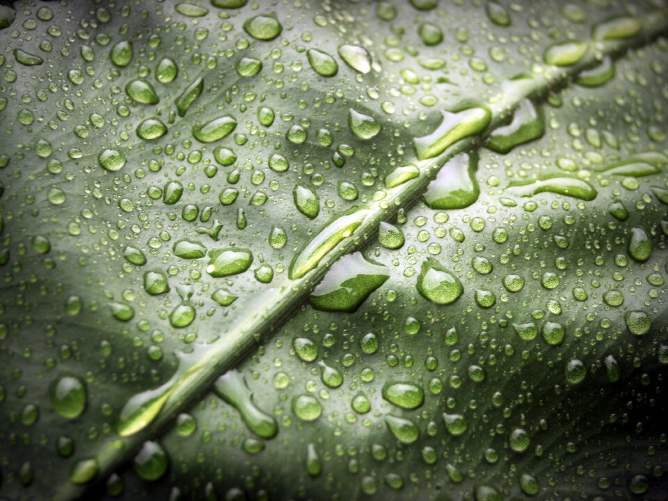 Drop background natural