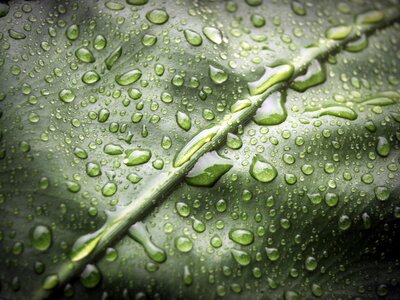Drop background natural