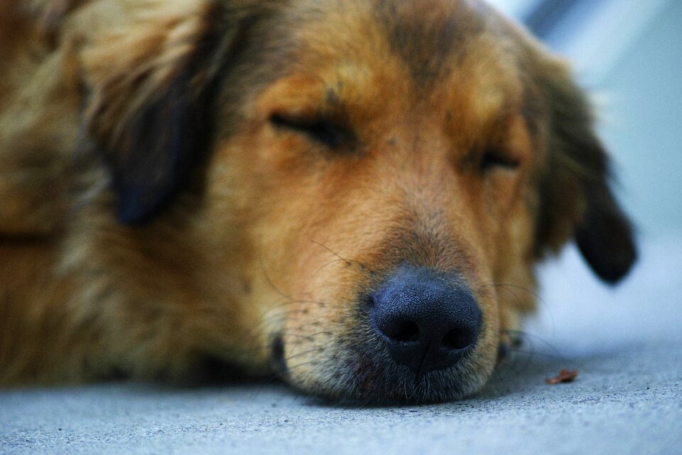 Animal asleep feather
