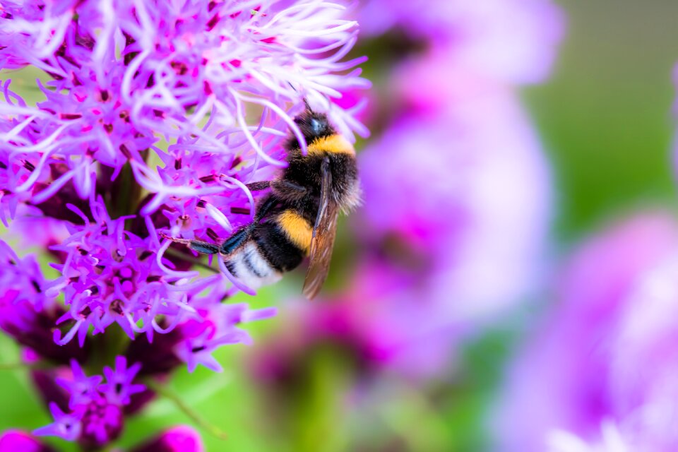 Insect shrub flower photo