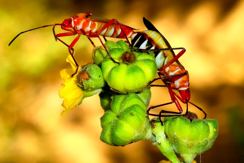 Pinas, Ecuador, Color