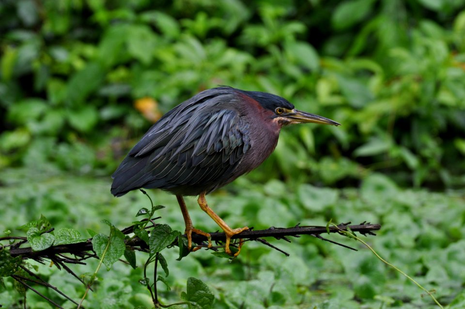 Wilderness, Wildlife, Bird