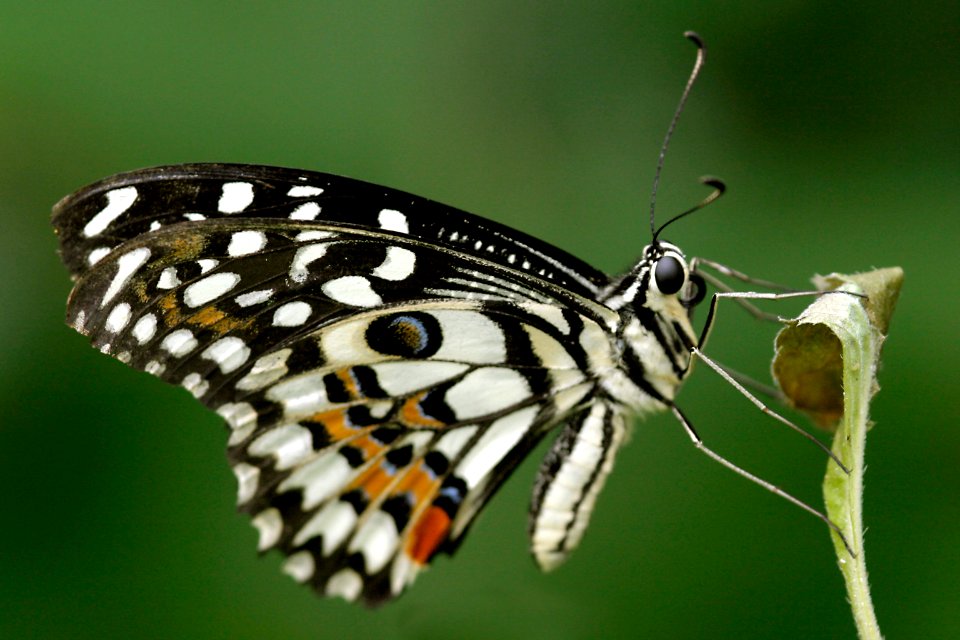 Butterfly, Insect, Beautiful