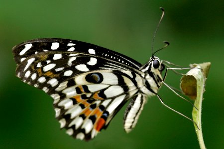 Butterfly, Insect, Beautiful photo