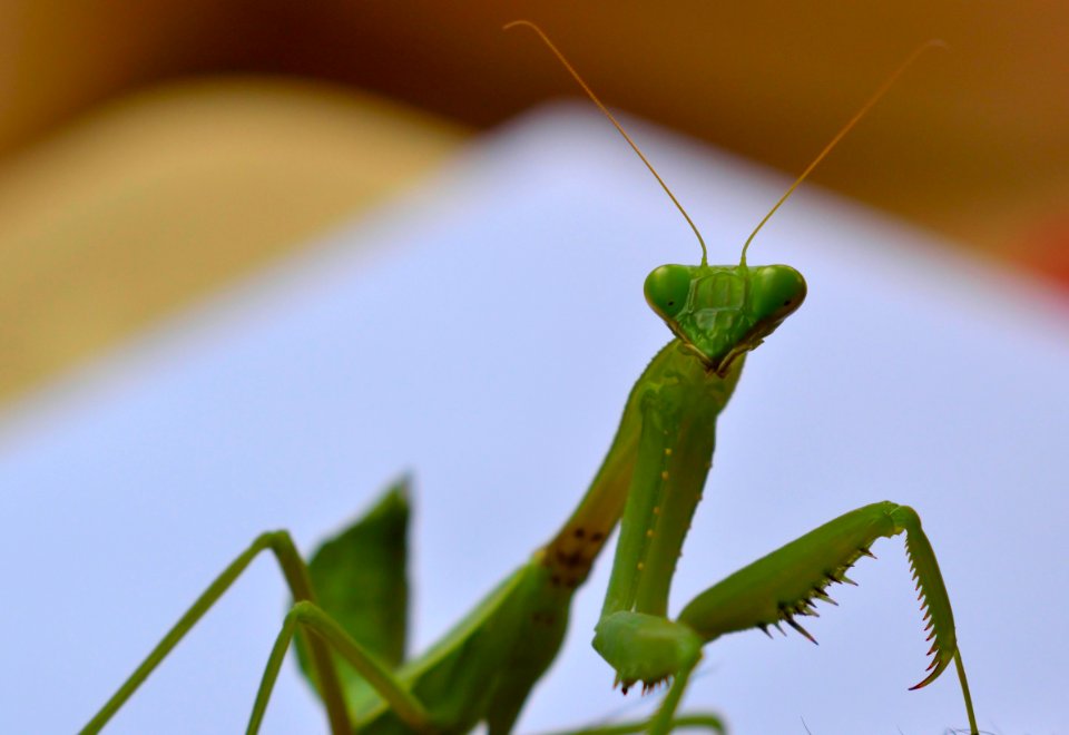 Coimbatore, India, Nikon