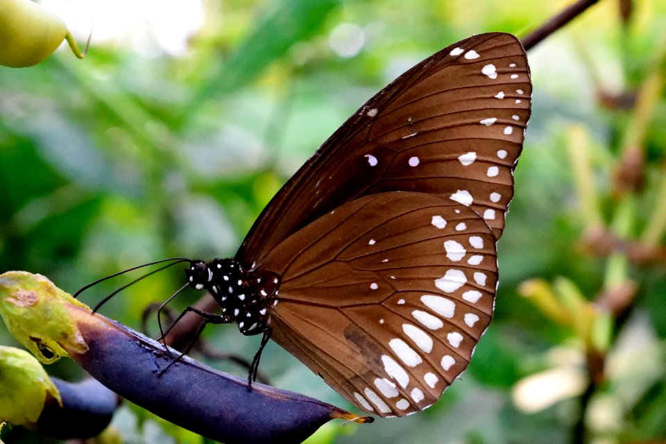 Kumarakom bird sanctuary, Kumarakom, India