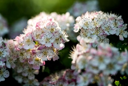 Flower, Light, Flowers