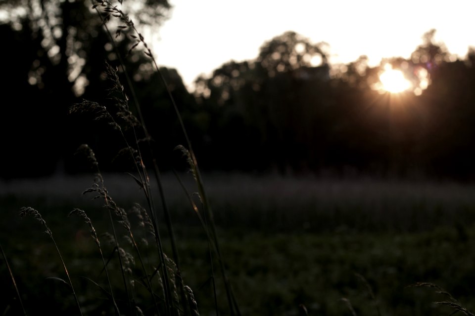 Bokeh, Evening, Sunset