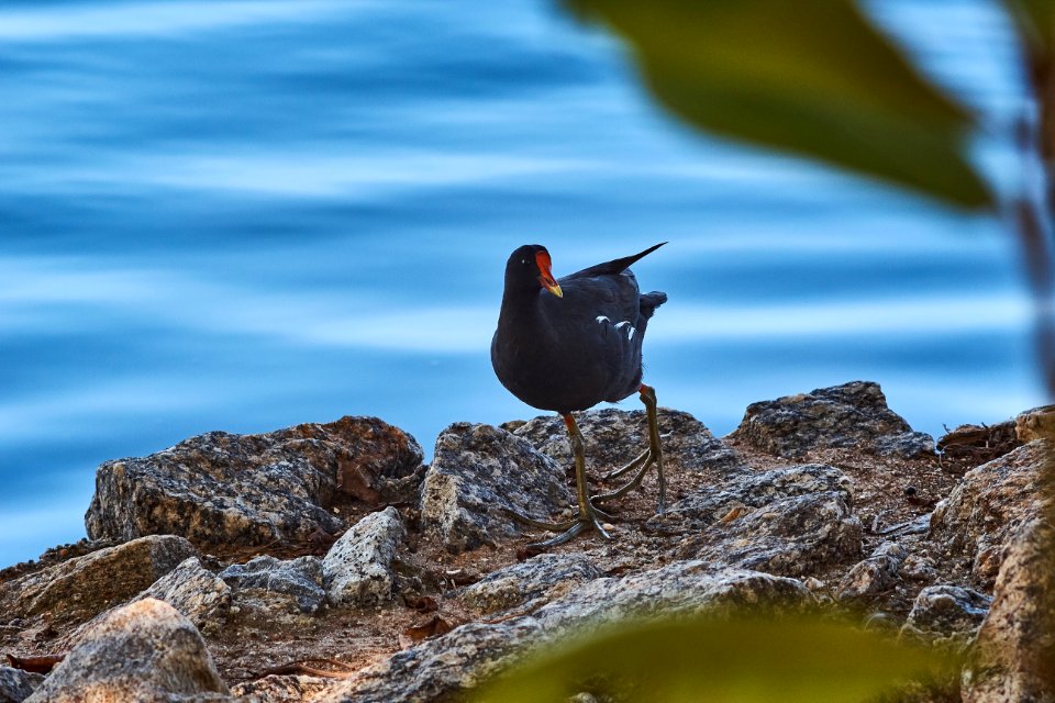 Bird, Lake