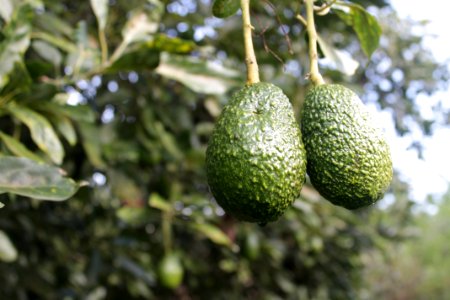 Mxico, Morelos, Aguacate
